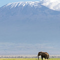 African elephant walks across the grassland of Amboseli National park, Kenya. A snow covered Mount Kilimajaro can be seen in the background. Photograph by Jane Rix African elephant walks across the grassland of Amboseli National park, Kenya. A snow covered Mount Kilimajaro can be seen in the background. Photograph by Jane Rix