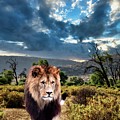 African Lion Digital Art by Norman Brule African Lion Digital Art by Norman Brule