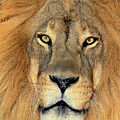 African Lion Portrait Wildlife Rescue Photograph by Dave Welling African Lion Portrait Wildlife Rescue Photograph by Dave Welling