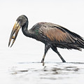 African Openbill Stork by James Capo