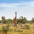 African Safari Animals Web Banner Photograph by Good Focused