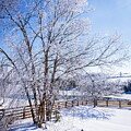 After ice storm by Alexey Stiop