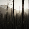After the Burn 2 by Matt Hammerstein