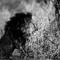 After the hunt by Stefan Knauer