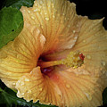 After the Rain Photograph by M Kathleen Warren After the Rain Photograph by M Kathleen Warren