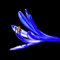 Agapanthus by John Wright