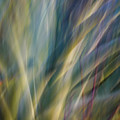 Agave  by Karen Smale