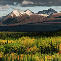 Alaska - autumn colors at Denali national park Photograph by Olivier Parent