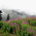 Alaska Mountain Wildflowers Photograph by Karen Zuk Rosenblatt Alaska Mountain Wildflowers Photograph by Karen Zuk Rosenblatt