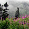 Alaska Pines and Wildflowers Photograph by Karen Zuk Rosenblatt Alaska Pines and Wildflowers Photograph by Karen Zuk Rosenblatt