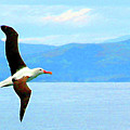 Albatross flying over Otago new Zealand Photograph by Sam Hall Albatross flying over Otago new Zealand Photograph by Sam Hall