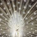 Albino Peacock Photograph by Larry Marshall Albino Peacock Photograph by Larry Marshall