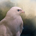 Old Blue Eyes by Jerry Dalrymple