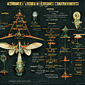 Alien Insects #5 Digital Art by Nickleen Mosher Alien Insects #5 Digital Art by Nickleen Mosher