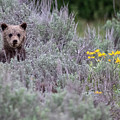 All alone Photograph by Rudy Viereckl