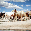 All the pretty horses by Gina Gardner