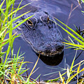 Alligator Lurking Photograph by Blair Damson Alligator Lurking Photograph by Blair Damson