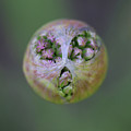 Allium Covid Flower Photograph by Tammy Pool Allium Covid Flower Photograph by Tammy Pool