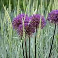 Allium in the Weeds Photograph by Robert Carter Allium in the Weeds Photograph by Robert Carter