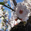Soft pink almond blossoms in the backlight Photograph by Adriana Mueller Soft pink almond blossoms in the backlight Photograph by Adriana Mueller