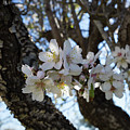 White flowers in the penumbra of the almond tree Photograph by Adriana Mueller White flowers in the penumbra of the almond tree Photograph by Adriana Mueller