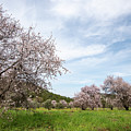 Almond trees bloom in spring against blue sky. Photograph by Michalakis Ppalis Almond trees bloom in spring against blue sky. Photograph by Michalakis Ppalis