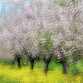 Almond's photo impression by Dubi Roman