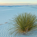 Alone In Desert Photograph by Jonathan Nguyen Alone In Desert Photograph by Jonathan Nguyen