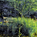 Along the Path to Lake Caroline Photograph by Steve Ember Along the Path to Lake Caroline Photograph by Steve Ember