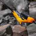 Altamira Oriole Heading to Water by Frank Madia