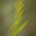Altered Reality 26 - Wildflower ICM Impressionistic Art Photograph by DB Hayes Altered Reality 26 - Wildflower ICM Impressionistic Art Photograph by DB Hayes