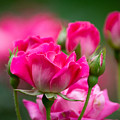 Always Comes Back to Pink Photograph by Linda Bonaccorsi Always Comes Back to Pink Photograph by Linda Bonaccorsi