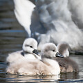 Always Time for Cuteness by Linda Bonaccorsi