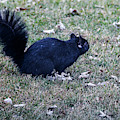 Am I Skunk by Randy J Heath Am I Skunk by Randy J Heath