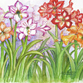 Amaryllis Garden by Lois Mountz Amaryllis Garden by Lois Mountz