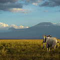 Amboseli Elephant Gazing at Mt Kilimanjaro by Laura Hedien