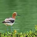American Avocet Photograph by Jeff Goulden American Avocet Photograph by Jeff Goulden