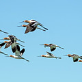 American Avocets 7129-040123-2 Photograph by Tam Ryan American Avocets 7129-040123-2 Photograph by Tam Ryan