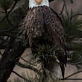 American Bald Eagle by John T Humphrey