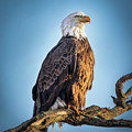 American Bald Eagle on a Branch Photograph by Sandra Rust American Bald Eagle on a Branch Photograph by Sandra Rust