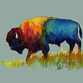 American Buffalo III-solid background Painting by Hailey E Herrera American Buffalo III-solid background Painting by Hailey E Herrera