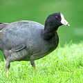American Coot Grazing in the Grass Photograph by Jeff Goulden American Coot Grazing in the Grass Photograph by Jeff Goulden