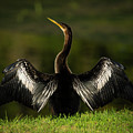 American Darter Photograph by Larry Marshall American Darter Photograph by Larry Marshall