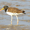 American Oystercatcher 2 Photograph by Mingming Jiang American Oystercatcher 2 Photograph by Mingming Jiang