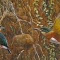 American Pygmy Kingfisher Painting by Barry Kent MacKay American Pygmy Kingfisher Painting by Barry Kent MacKay