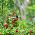 American Robin Art Print by Denise Johnson