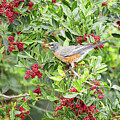 American Robin With Berry In Mouth Art Print by Denise Johnson
