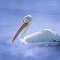 American White Pelican Daydreaming Photograph by Debra Martz American White Pelican Daydreaming Photograph by Debra Martz