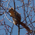 Amongst the Blossoms by Laura Putman