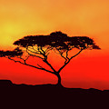 An Acacia Tree in the Sunset Photograph by Mitchell R Grosky An Acacia Tree in the Sunset Photograph by Mitchell R Grosky